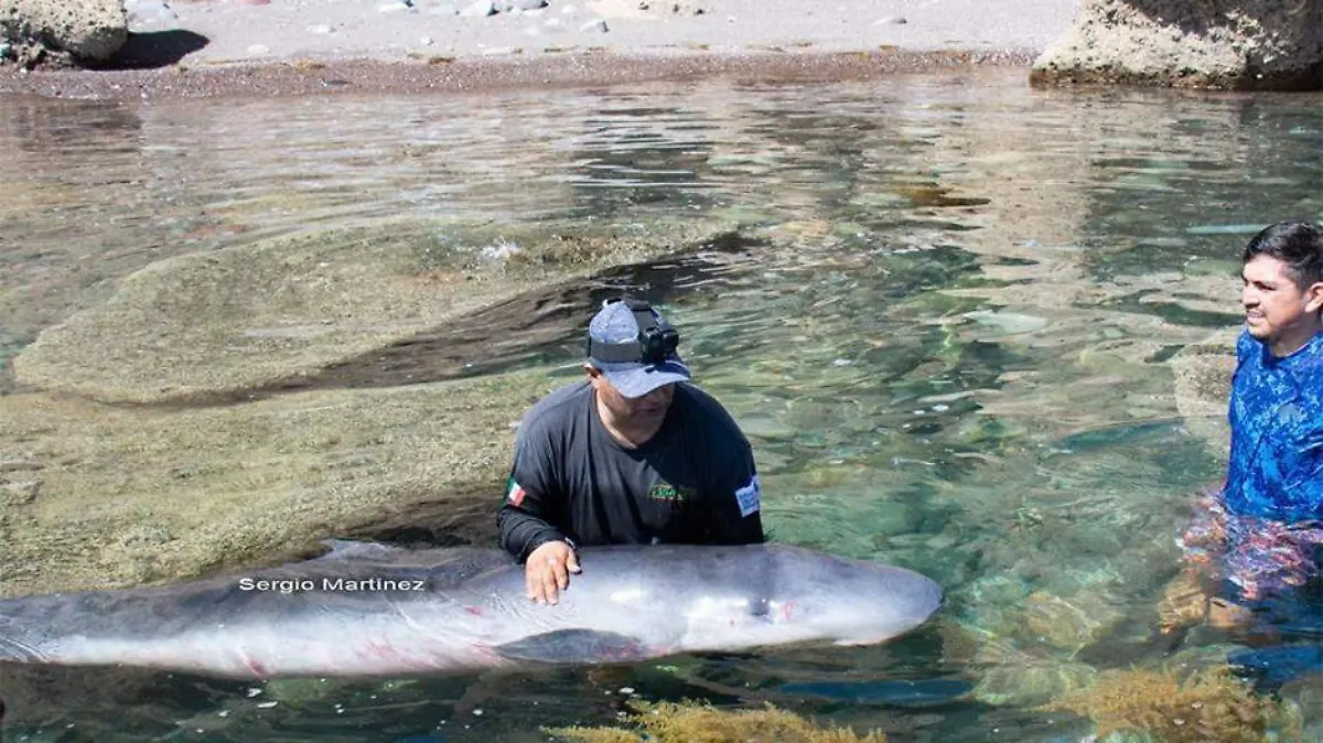 Rescatan a cachalote varado en El Califín